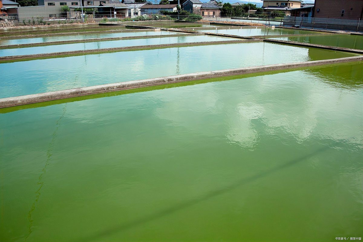 水深2米一畝可養多少魚 水深2米一畝可養多少魚 龍魚論壇 第7張