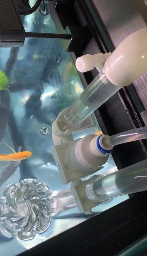 龍魚缸濾材搭配方法圖片