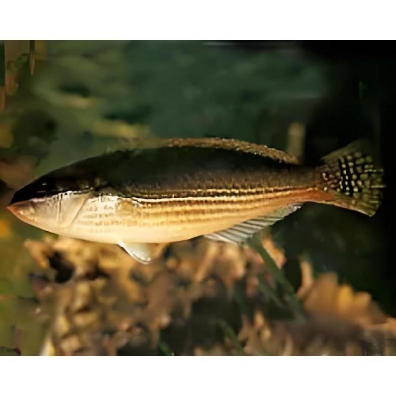 帶龍的魚的名字大全