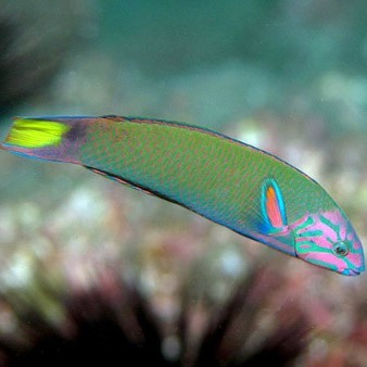 帶龍的魚的名字大全
