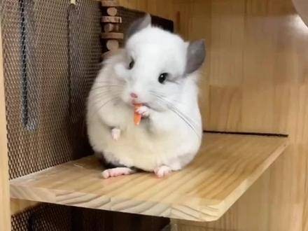 龍貓的飼養禁忌有哪些？