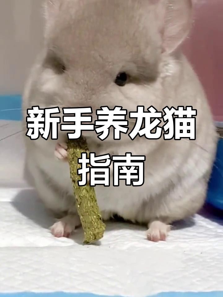 龍貓的飼養禁忌有哪些？