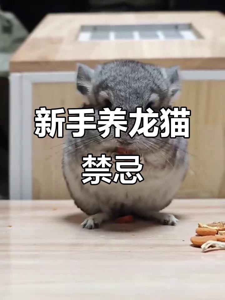 龍貓的飼養禁忌有哪些？