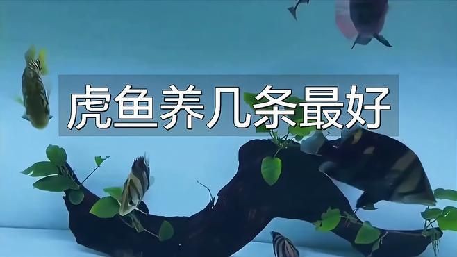 虎魚一般混養(yǎng)幾條