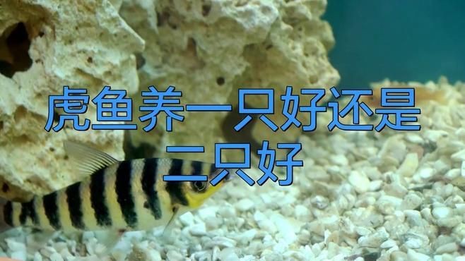 虎魚一般混養(yǎng)幾條