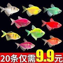 紅老虎魚(yú)一般價(jià)格多少