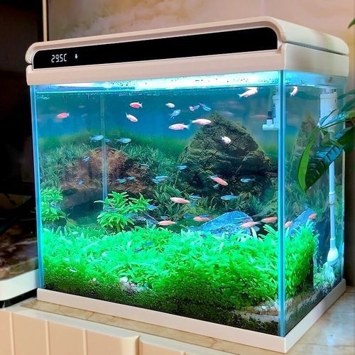 觀賞魚缸圖片大全