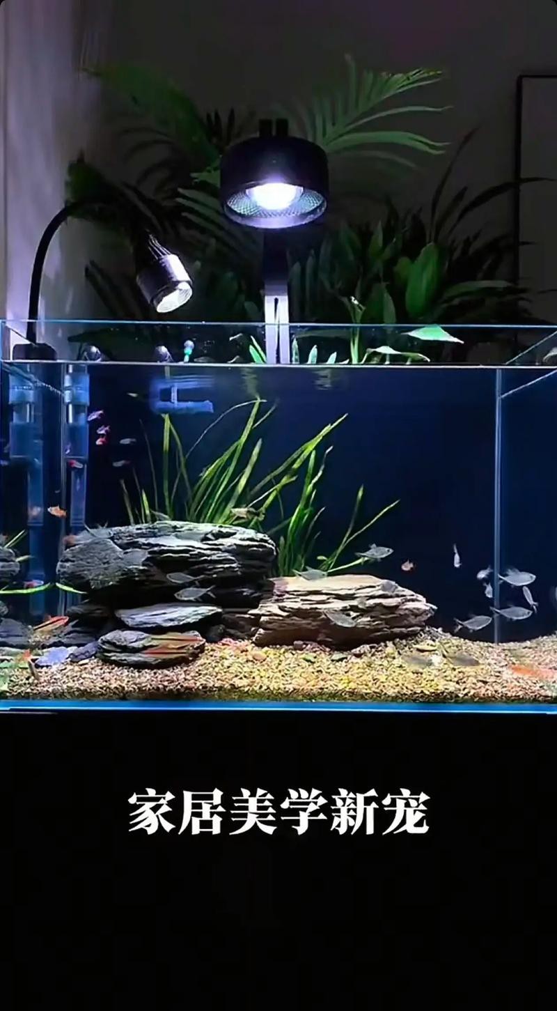 觀賞魚缸圖片大全
