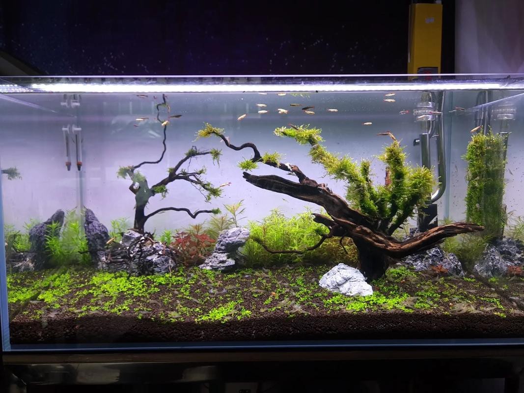 觀賞魚缸圖片大全