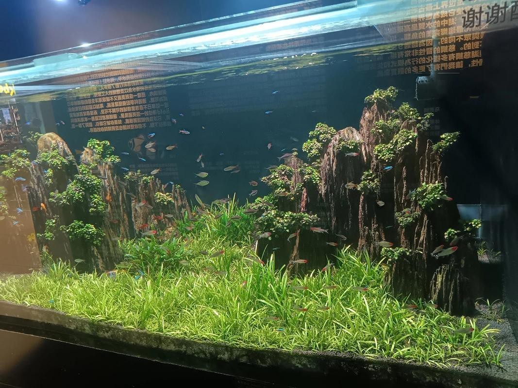 觀賞魚缸圖片大全