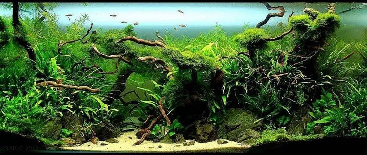 觀賞魚缸圖片大全