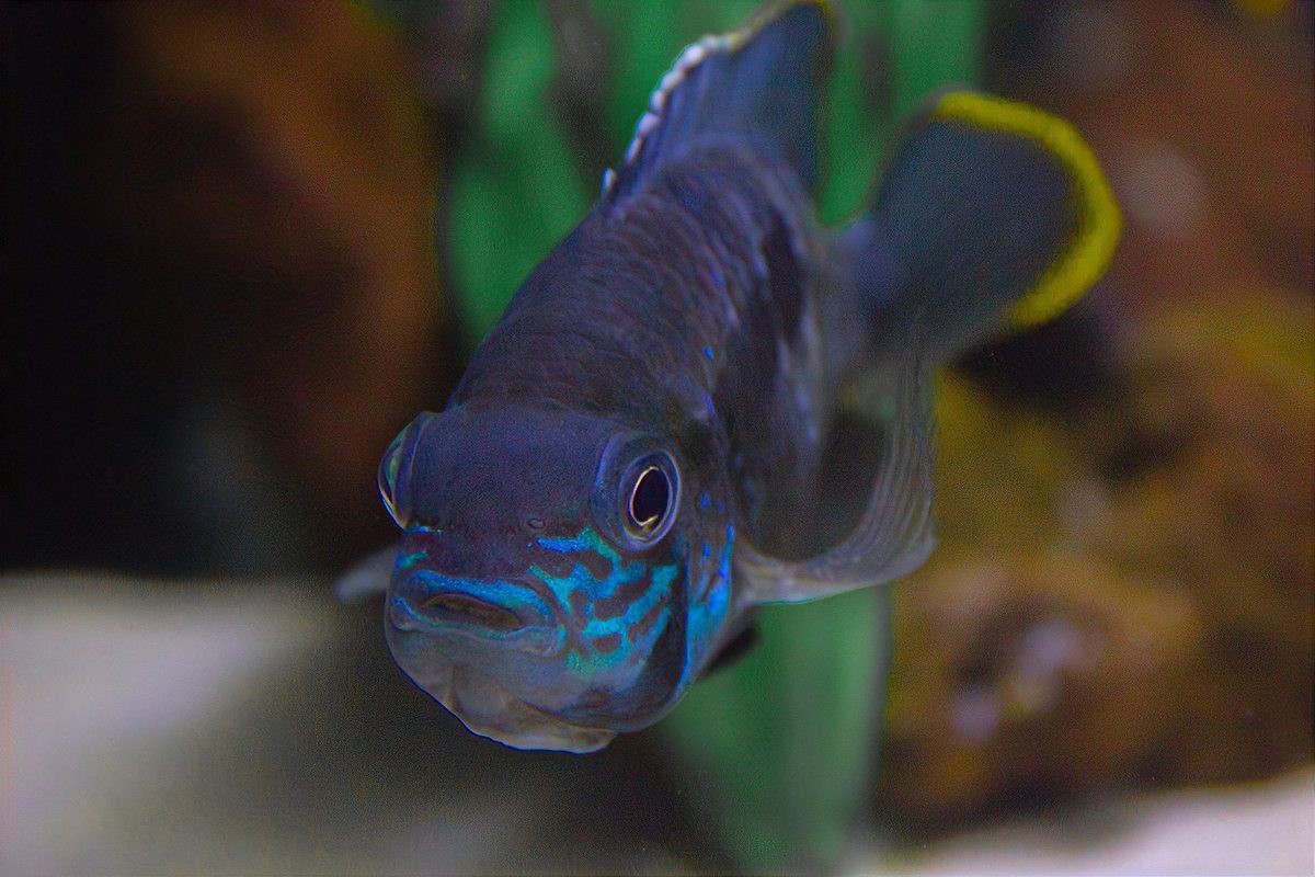 恐龍魚身上起白膜
