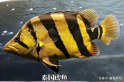 虎三紋四紋虎魚苗簡介