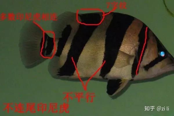 虎三紋四紋虎魚苗簡介