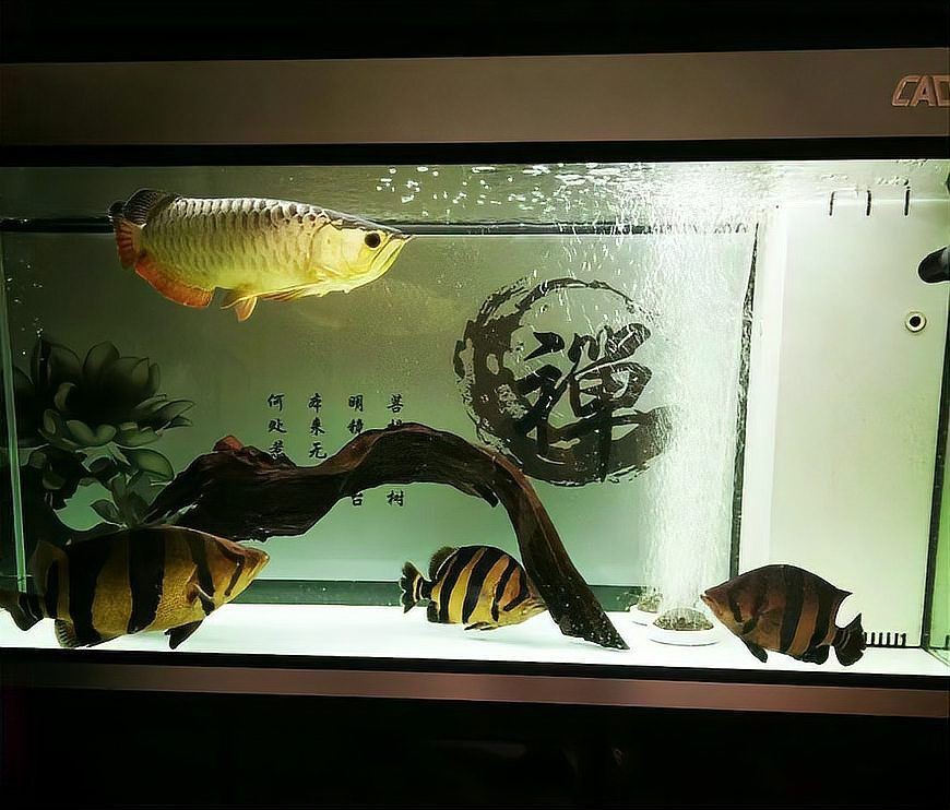 虎三紋四紋虎魚苗簡介