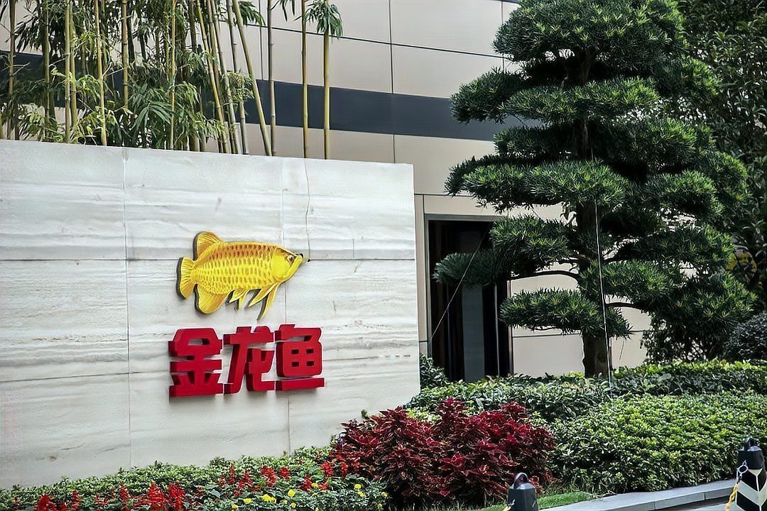 金龍魚自查結(jié)果如何？