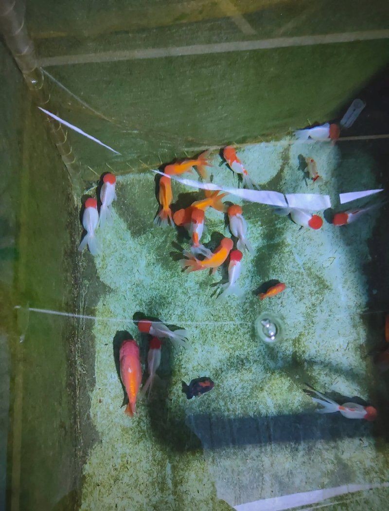 紅兔毛鴻運當頭魚