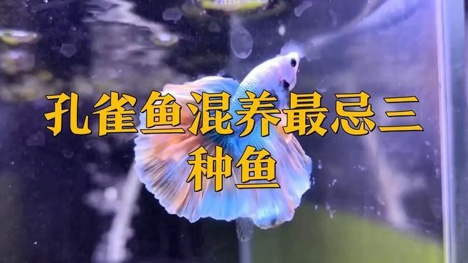 龍魚可以和孔雀魚養(yǎng)嗎