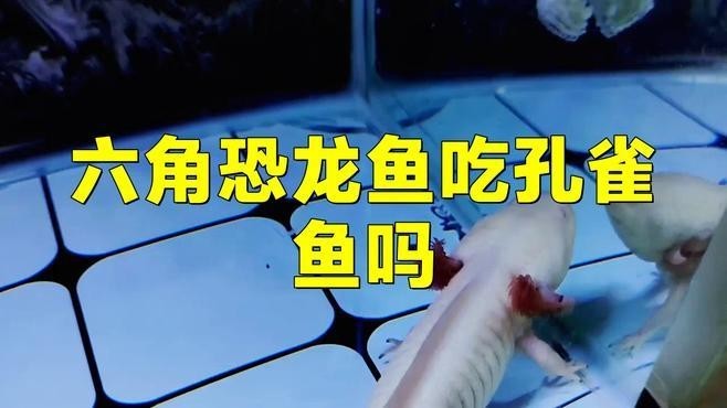 龍魚可以和孔雀魚養(yǎng)嗎