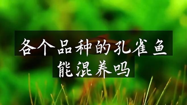 龍魚可以和孔雀魚養(yǎng)嗎