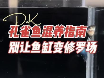 龍魚可以和孔雀魚養(yǎng)嗎