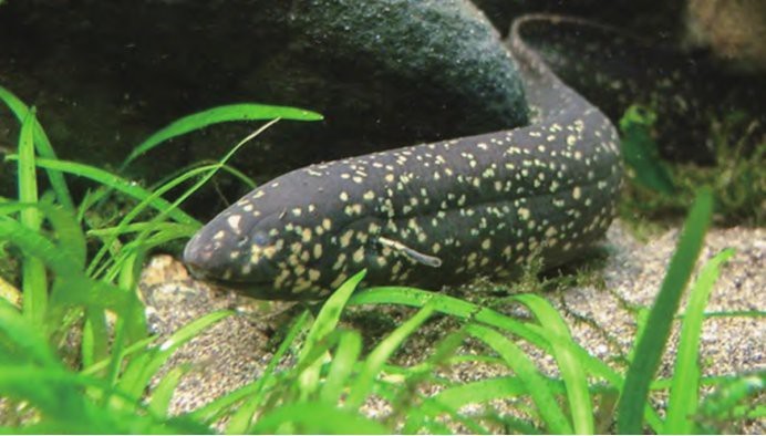 肺魚是魚類還是兩棲類
