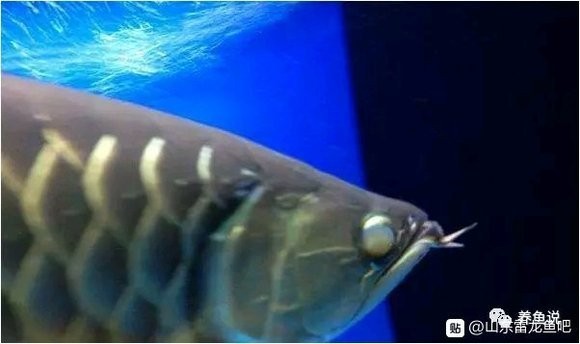 雷龍魚內(nèi)蒙和外蒙的區(qū)別