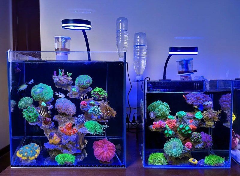 火箭吊混養優缺點 火箭吊混養優缺點 龍魚論壇 第8張