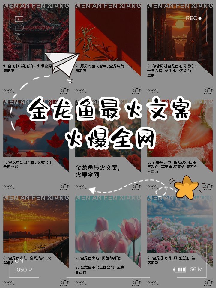 金龍魚最霸氣的八個字