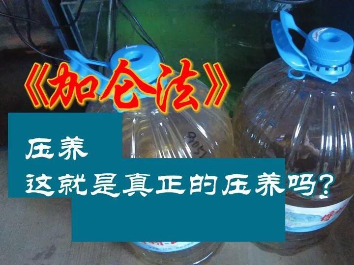 如何檢測帝王龍魚的水質(zhì)？