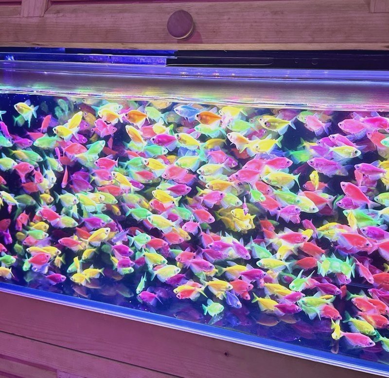 附近賣觀賞魚的水族館