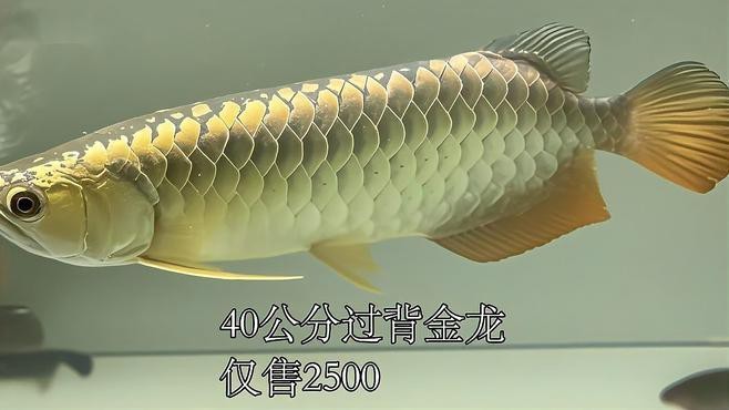 40公分金龍魚(yú)的價(jià)格是多少？