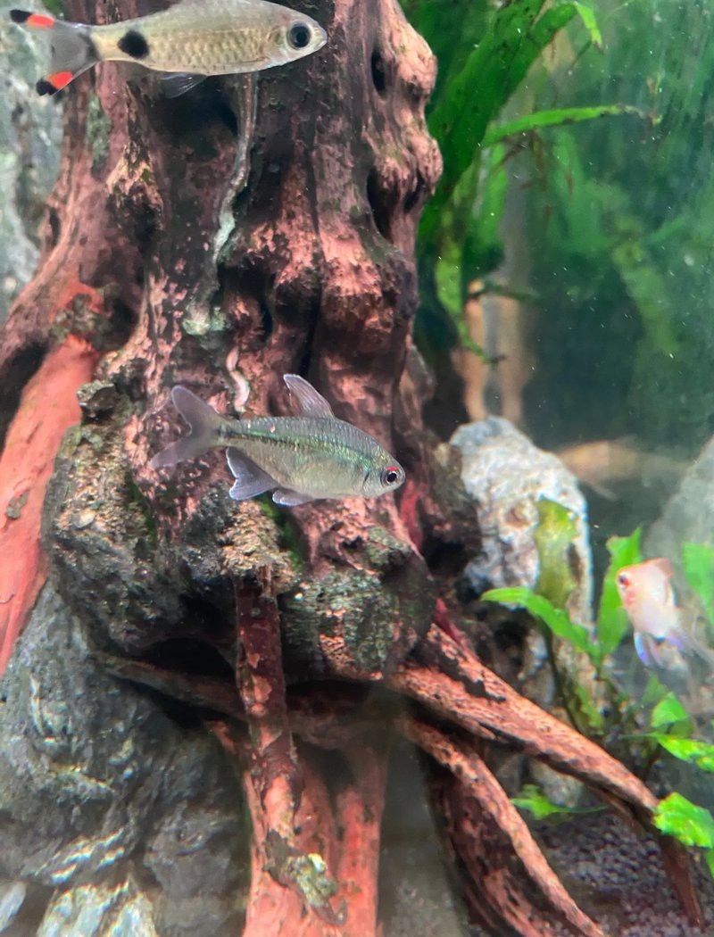 南美魚
