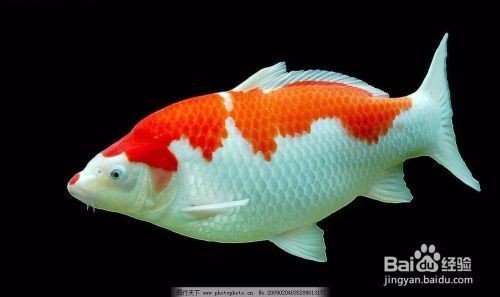 魚炸鱗圖片：銀龍魚炸鱗圖片