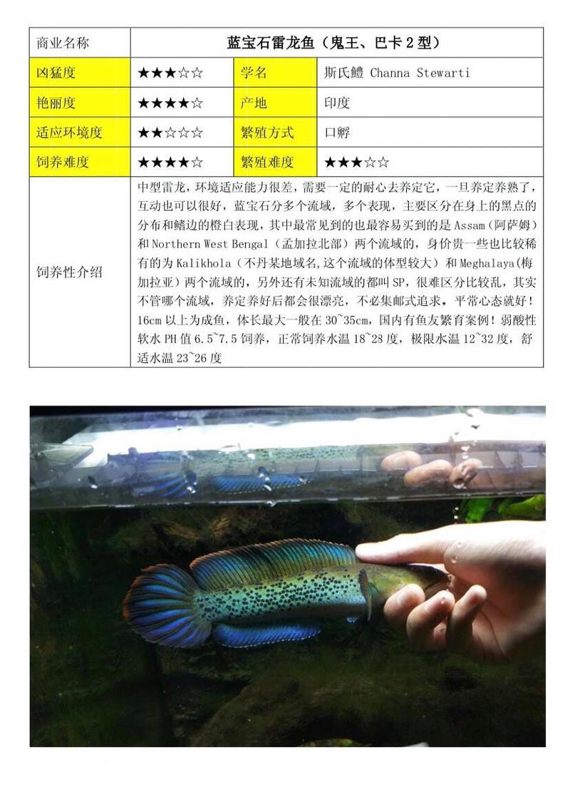 鬼王雷龍魚最漂亮三個角色