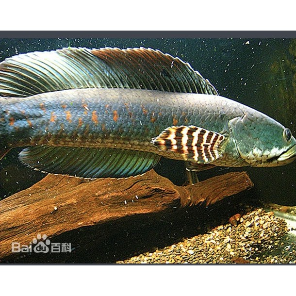 鬼王雷龍魚最漂亮三個角色