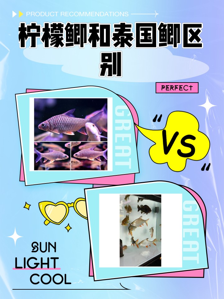 檸檬鯽和泰國(guó)鯽哪個(gè)更健康