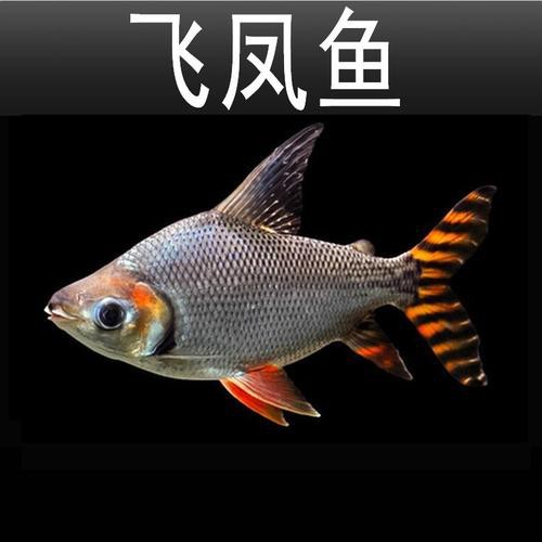 飛鳳魚圖片