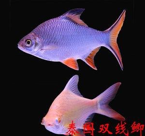 飛鳳魚圖片