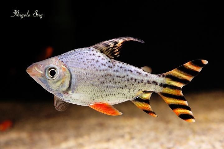 飛鳳魚圖片