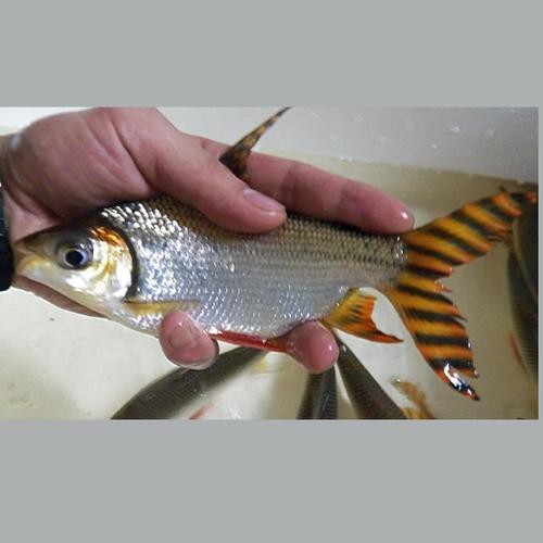 飛鳳魚圖片