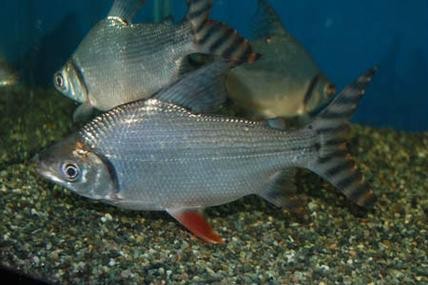 飛鳳魚圖片