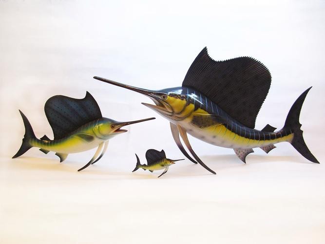 飛鳳魚圖片