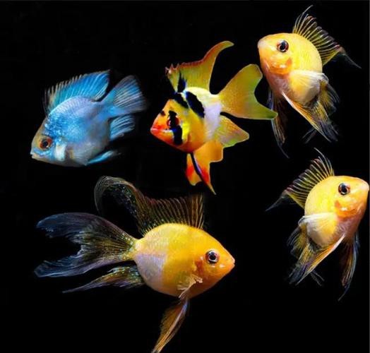 飛鳳魚圖片