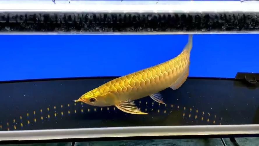 金龍魚金頭長毛的圖片