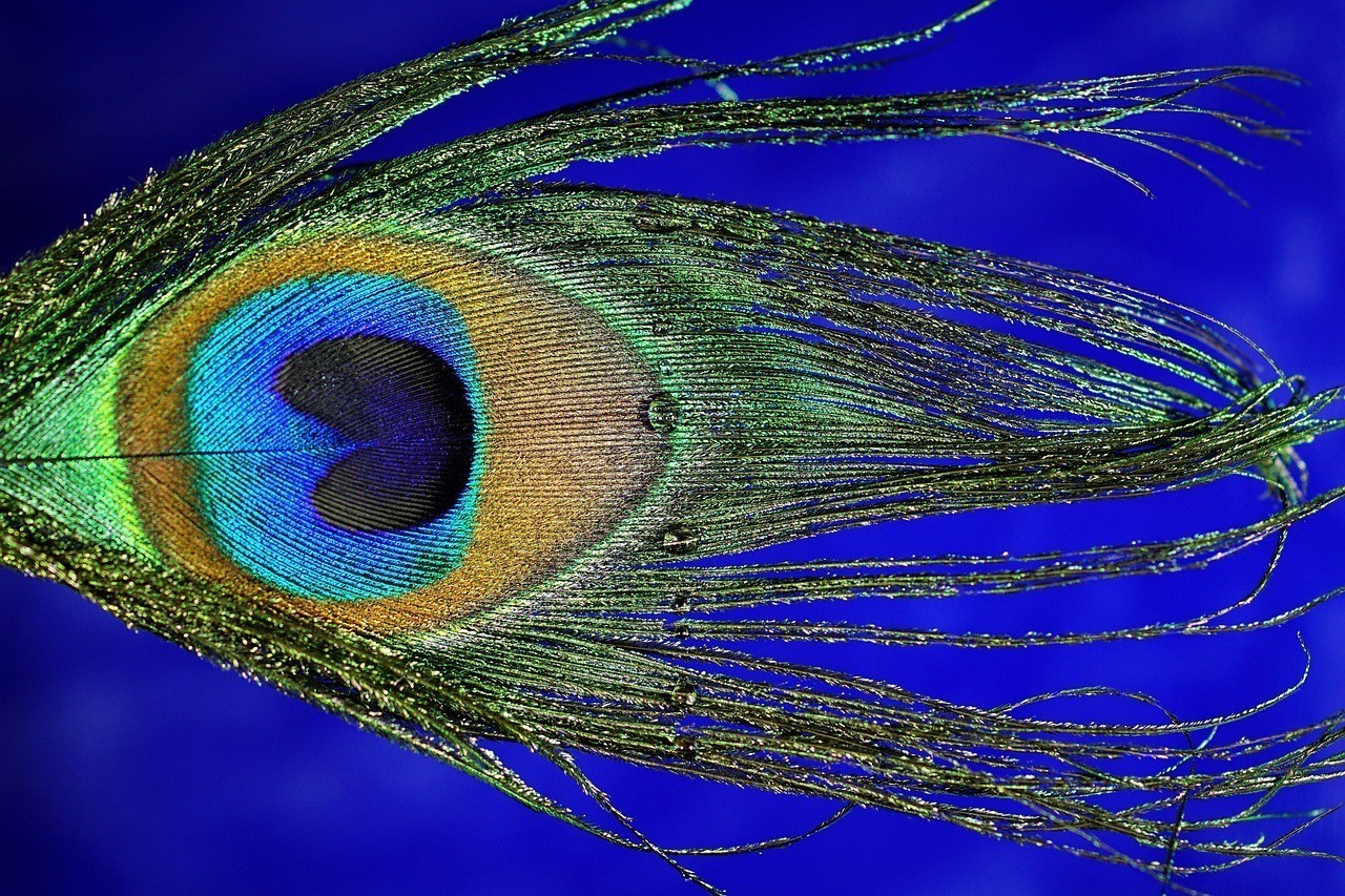 龍魚掉眼能自然恢復嗎？