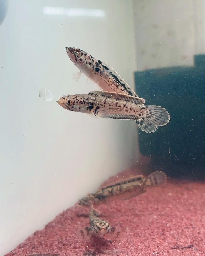 野生雷龍魚苗