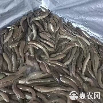 野生雷龍魚苗