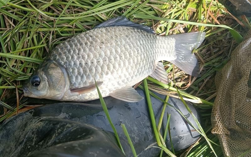 鯽魚圖片100張