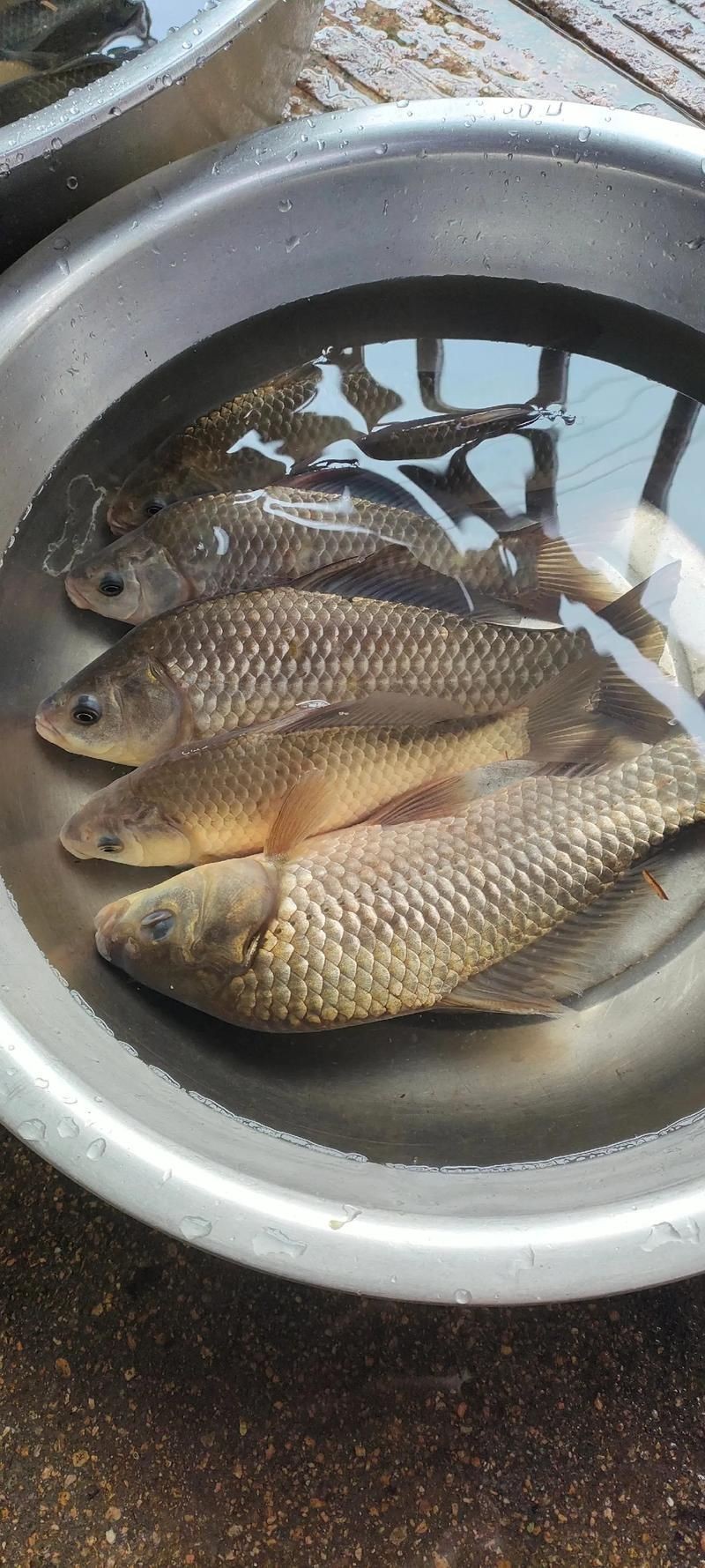 鯽魚圖片100張